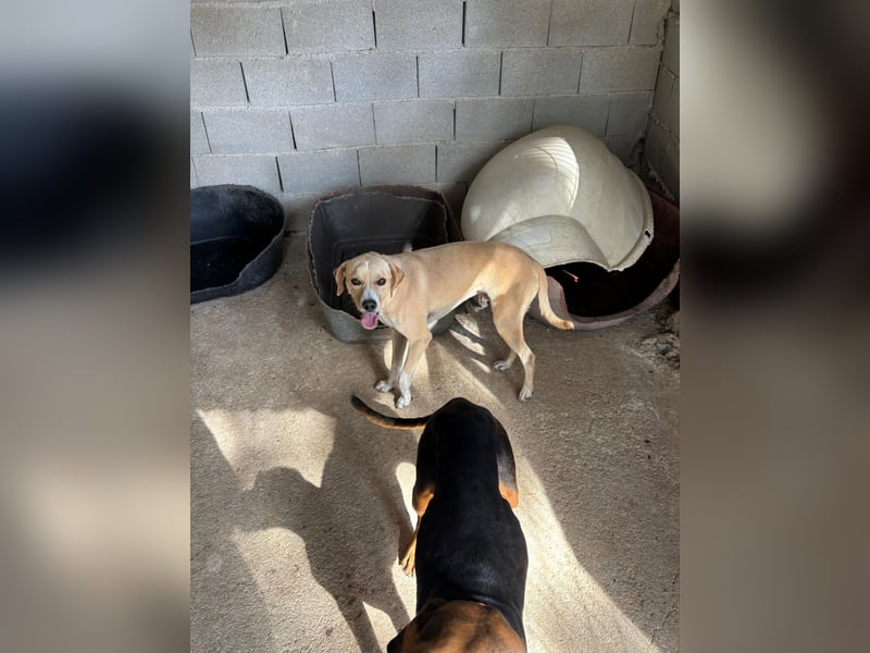 Sanfte und sensible Seele FIDO (3 Jahre) sucht ein Zuhause!