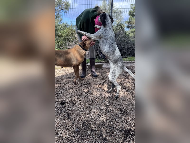 Pointer Mix Dame Tessa (4,5 Jahre) ohne Jagdtrieb) sucht eine Familie