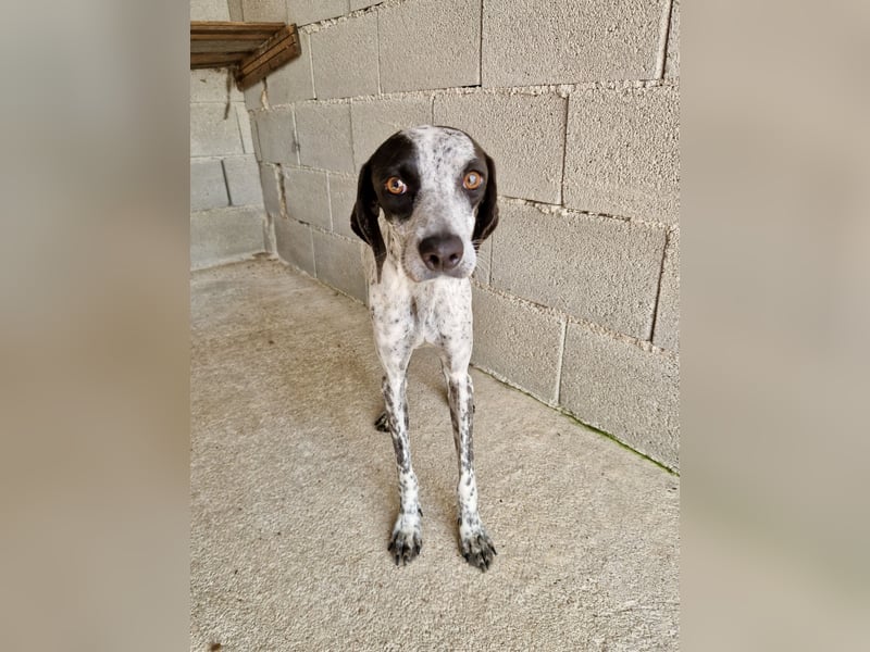 Pointer Mix Dame Tessa (4,5 Jahre) ohne Jagdtrieb) sucht eine Familie