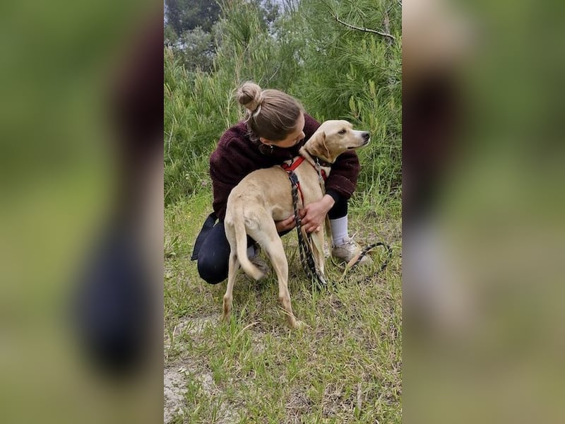 Sanfte und sensible Seele FIDO (3 Jahre) sucht ein Zuhause!