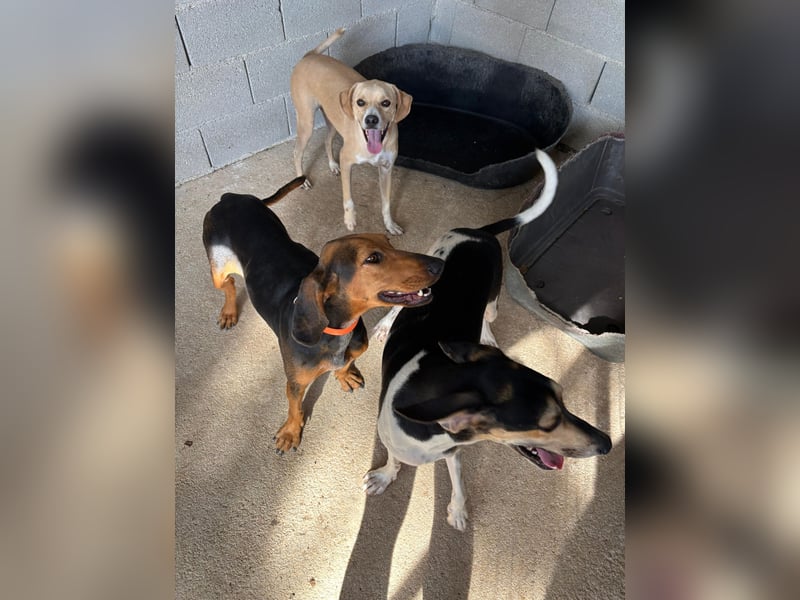 Sanfte und sensible Seele FIDO (3 Jahre) sucht ein Zuhause!