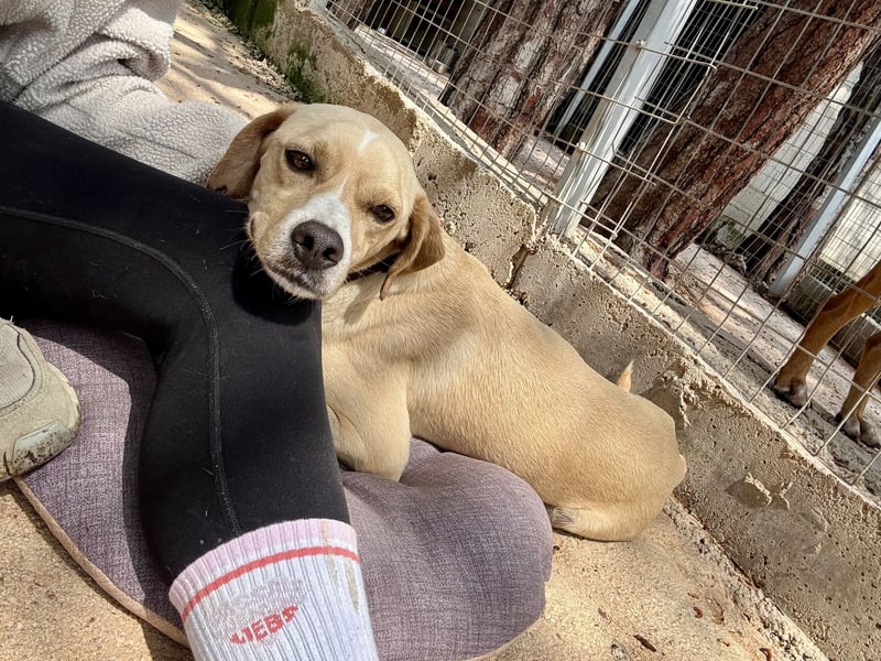 Sanfte und sensible Seele FIDO (3 Jahre) sucht ein Zuhause!