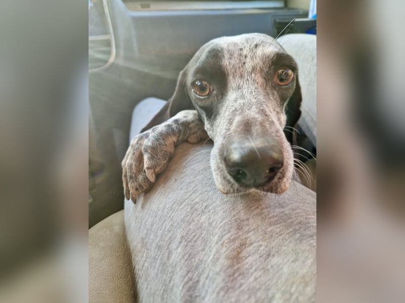 Pointer Mix Dame Tessa (4,5 Jahre) ohne Jagdtrieb) sucht eine Familie