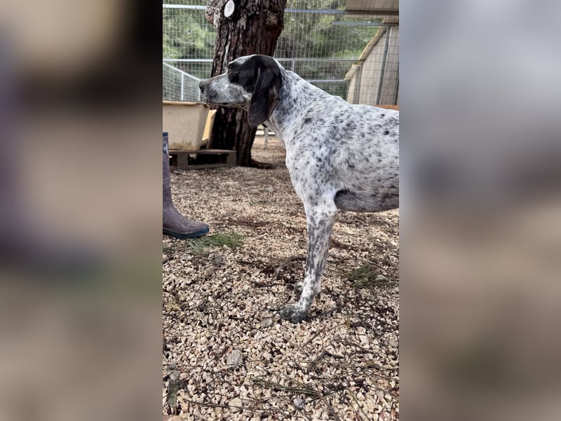 Pointer Mix Dame Tessa (4,5 Jahre) ohne Jagdtrieb) sucht eine Familie