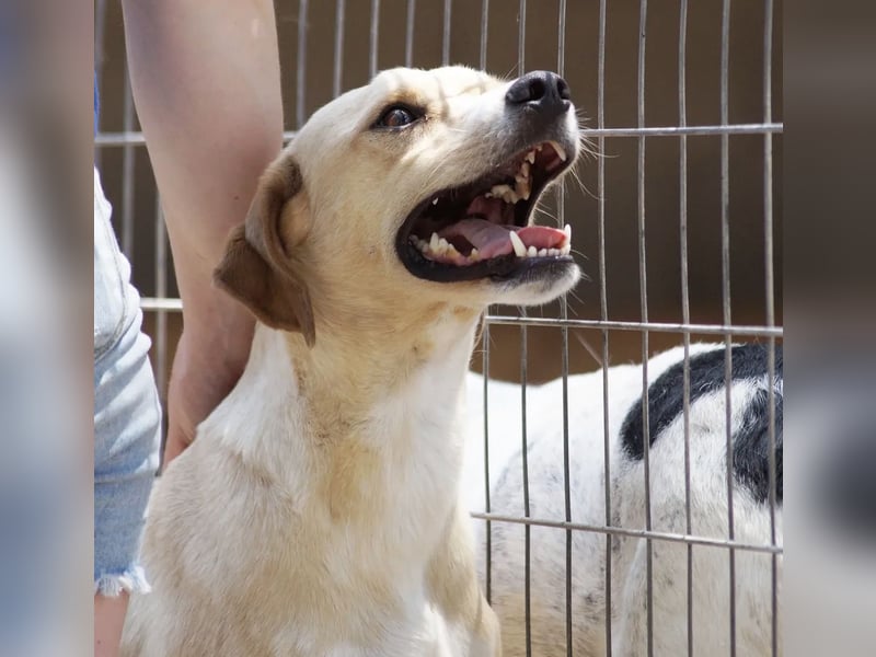 Sanfte und sensible Seele FIDO (3 Jahre) sucht ein Zuhause!