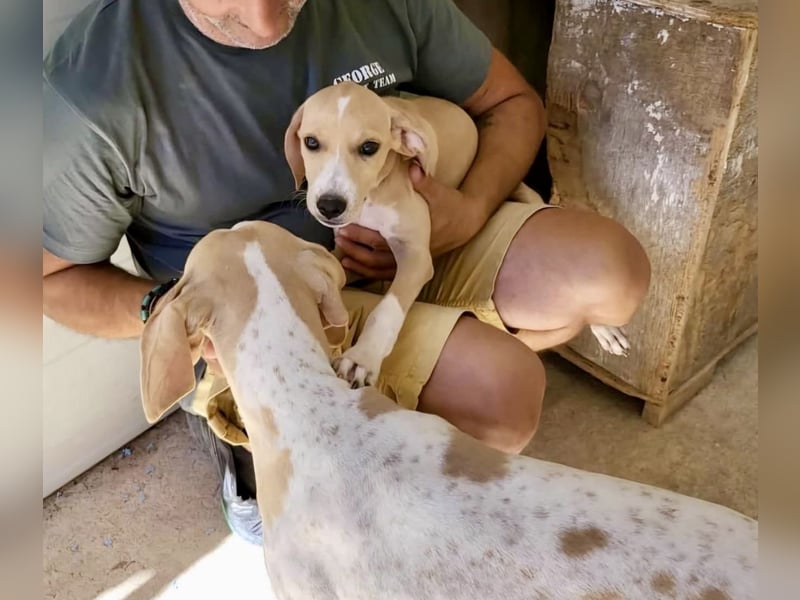 Sanfte und sensible Seele FIDO (3 Jahre) sucht ein Zuhause!