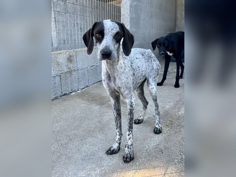 Pointer Mix Dame Tessa (4,5 Jahre) ohne Jagdtrieb) sucht eine Familie