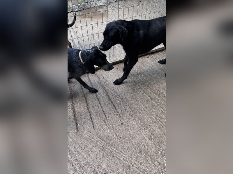 Pointer Mix Dame RENA (4 Jahre) sucht eine Familie