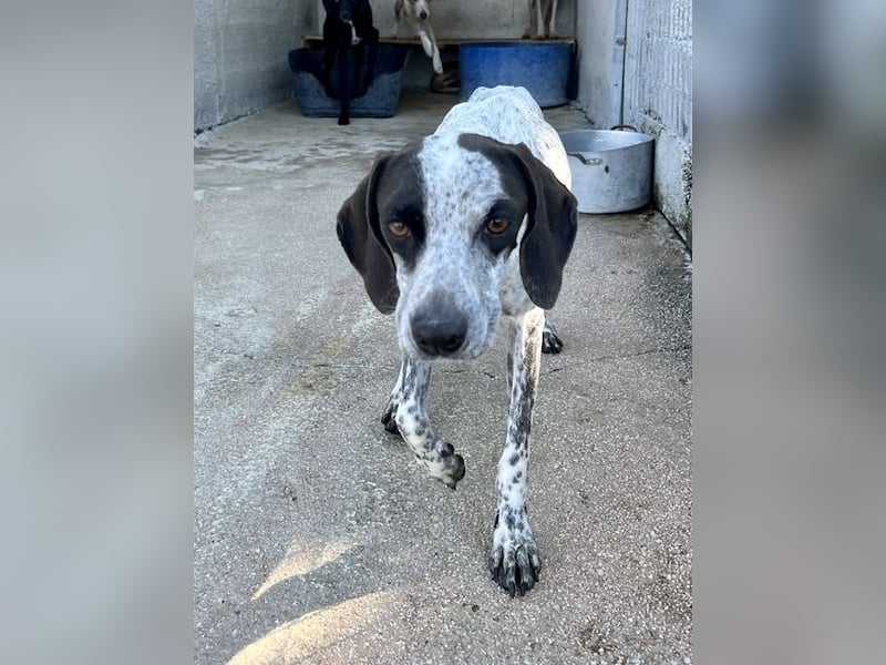 Pointer Mix Dame Tessa (4,5 Jahre) ohne Jagdtrieb) sucht eine Familie