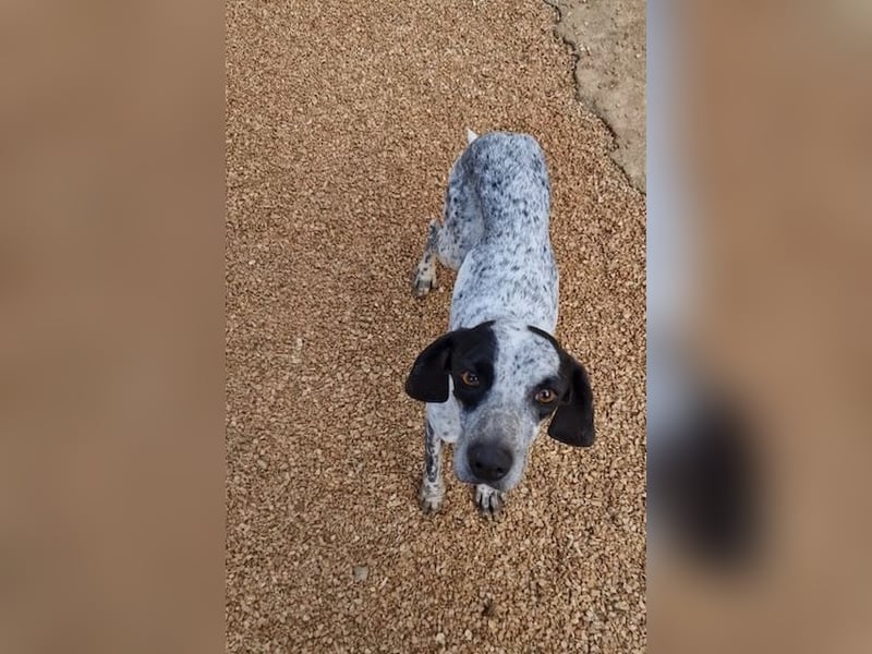 Pointer Mix Dame Tessa (4,5 Jahre) ohne Jagdtrieb) sucht eine Familie