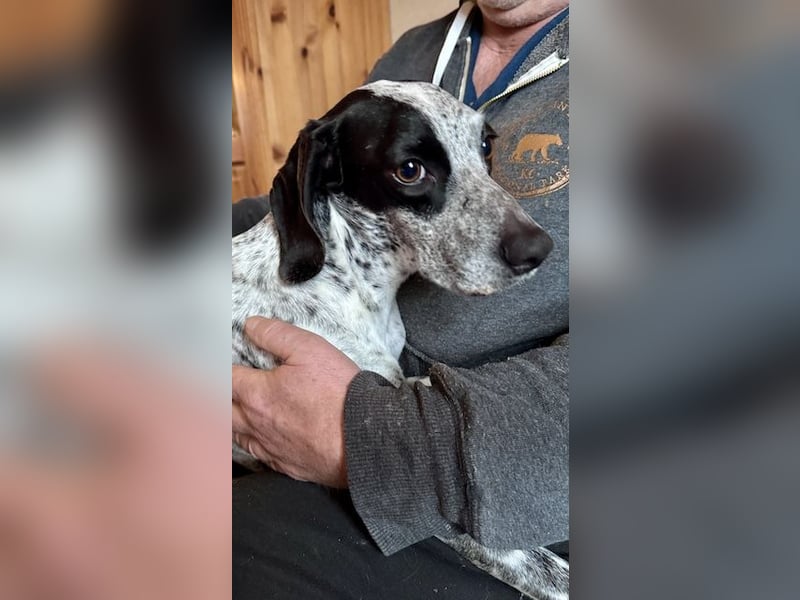 Pointer Mix Dame Tessa (4,5 Jahre) ohne Jagdtrieb) sucht eine Familie