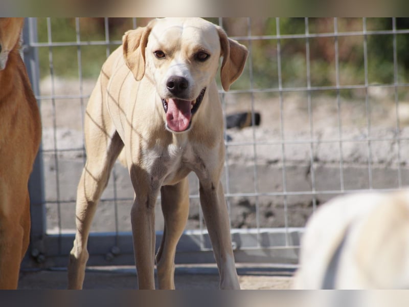 Sanfte und sensible Seele FIDO (3 Jahre) sucht ein Zuhause!