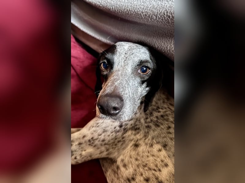 Pointer Mix Dame Tessa (4,5 Jahre) ohne Jagdtrieb) sucht eine Familie