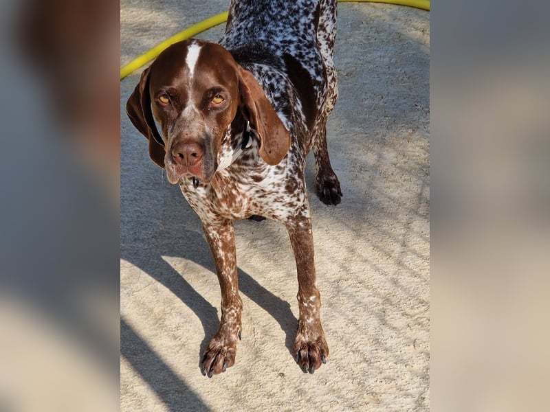 Witzige Hündin mit wundervollem Herzen sucht eine Familie!