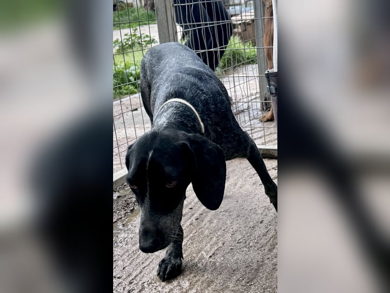 Pointer Mix Dame RENA (4 Jahre) sucht eine Familie