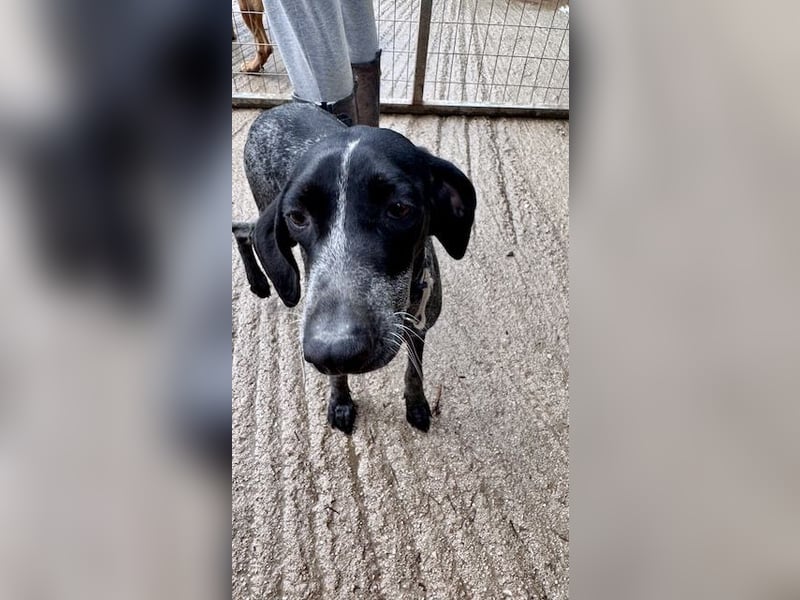 Pointer Mix Dame RENA (4 Jahre) sucht eine Familie