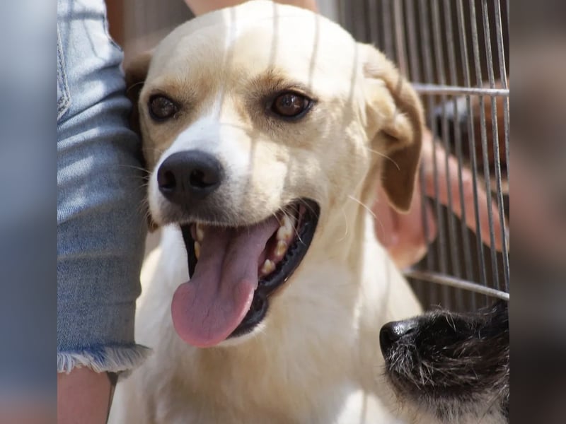 Sanfte und sensible Seele FIDO (3 Jahre) sucht ein Zuhause!