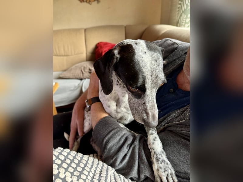 Pointer Mix Dame Tessa (4,5 Jahre) ohne Jagdtrieb) sucht eine Familie