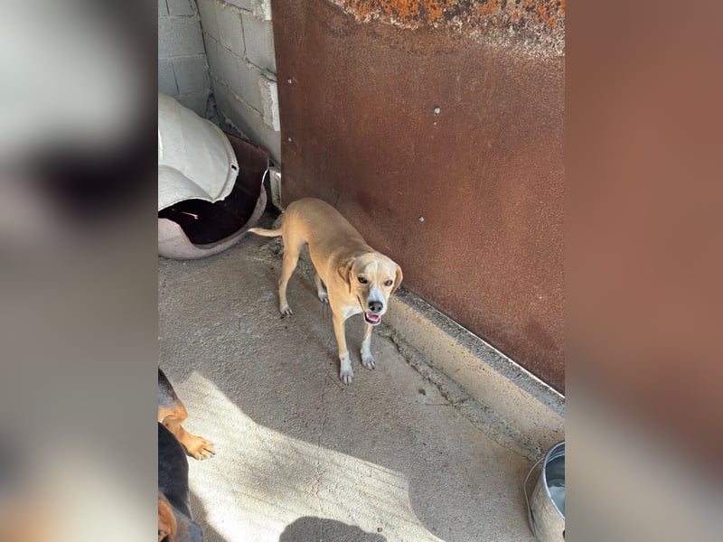 Sanfte und sensible Seele FIDO (3 Jahre) sucht ein Zuhause!