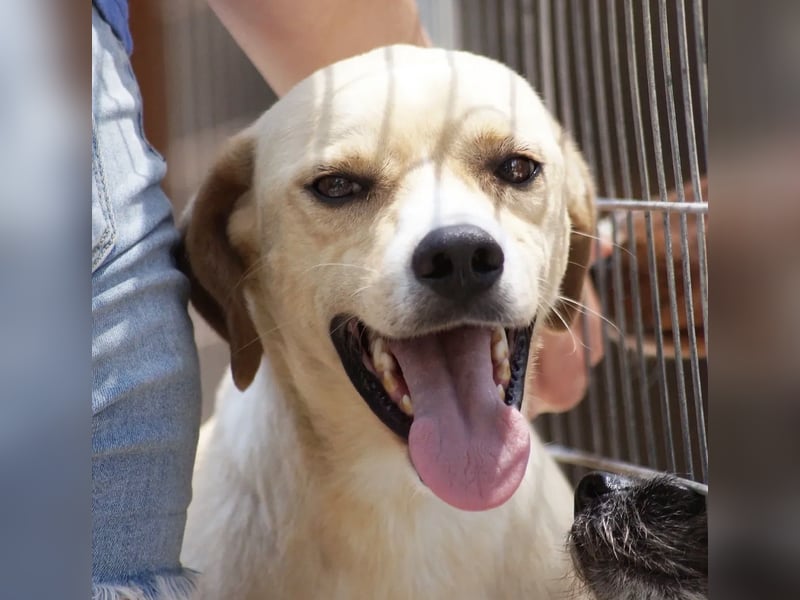 Sanfte und sensible Seele FIDO (3 Jahre) sucht ein Zuhause!