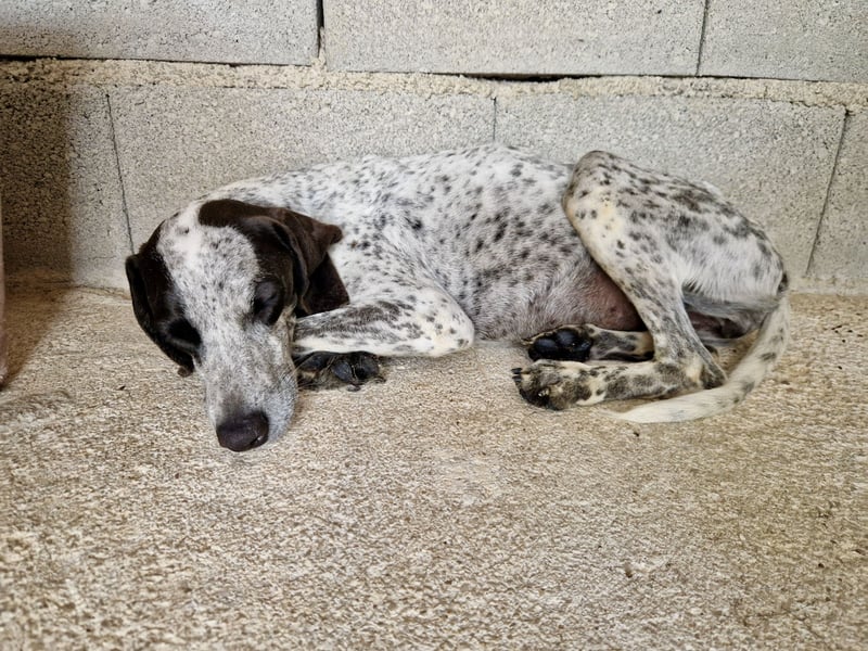 Pointer Mix Dame Tessa (4,5 Jahre) ohne Jagdtrieb) sucht eine Familie