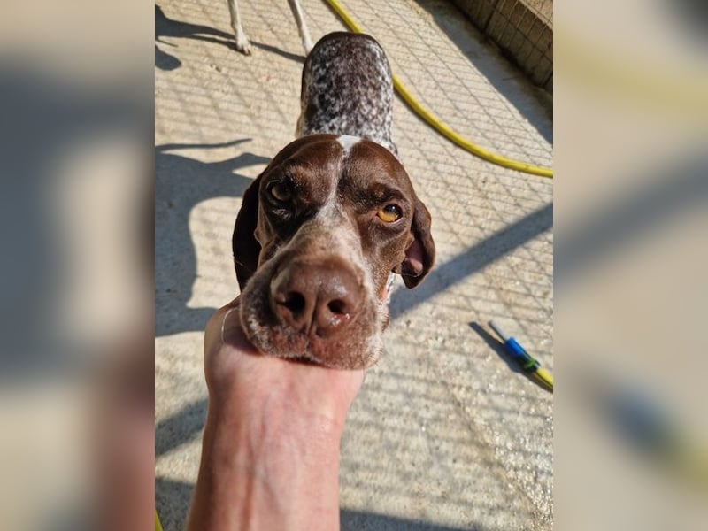 Witzige Hündin mit wundervollem Herzen sucht eine Familie!