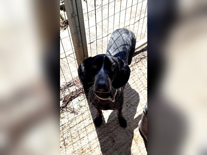 Pointer Mix Dame RENA (4 Jahre) sucht eine Familie