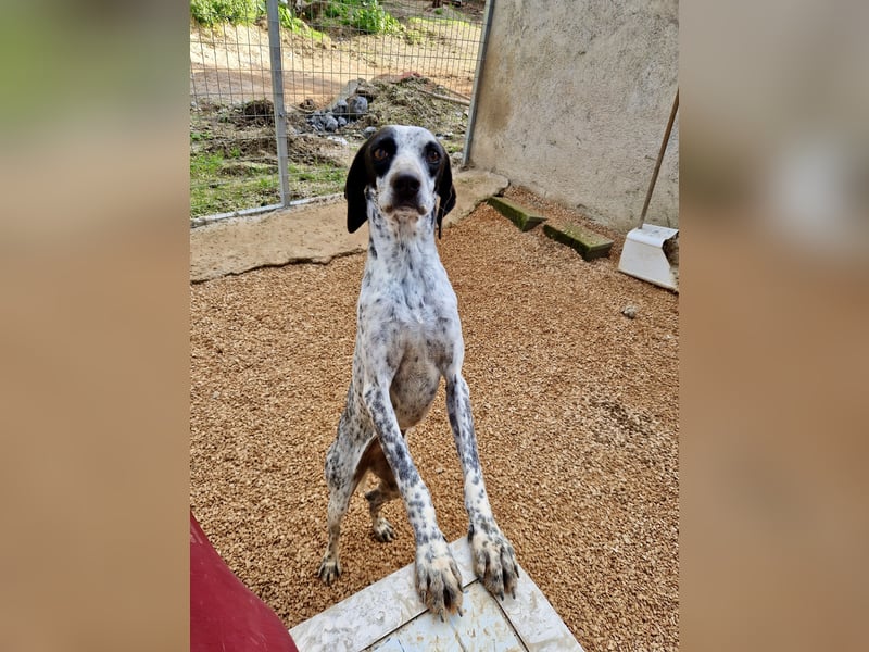 Pointer Mix Dame Tessa (4,5 Jahre) ohne Jagdtrieb) sucht eine Familie