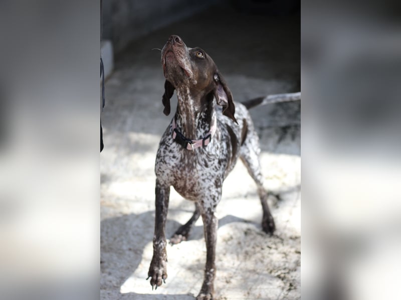 Witzige Hündin mit wundervollem Herzen sucht eine Familie!