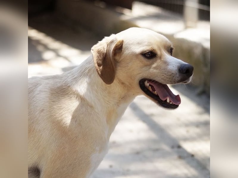 Sanfte und sensible Seele FIDO (3 Jahre) sucht ein Zuhause!