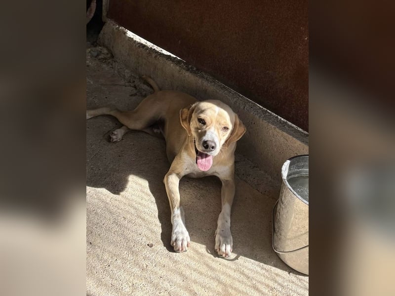 Sanfte und sensible Seele FIDO (3 Jahre) sucht ein Zuhause!
