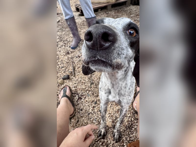 Pointer Mix Dame Tessa (4,5 Jahre) ohne Jagdtrieb) sucht eine Familie