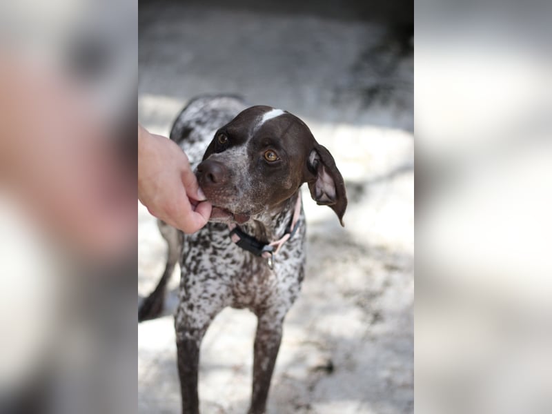 Witzige Hündin mit wundervollem Herzen sucht eine Familie!