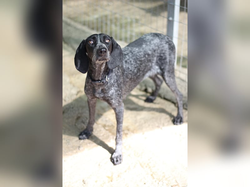 Pointer Mix Dame RENA (4 Jahre) sucht eine Familie