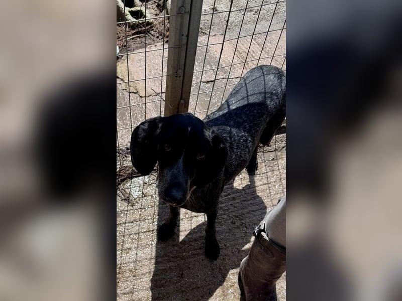 Pointer Mix Dame RENA (4 Jahre) sucht eine Familie
