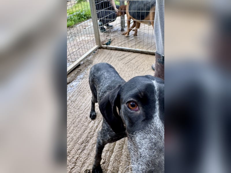 Pointer Mix Dame RENA (4 Jahre) sucht eine Familie