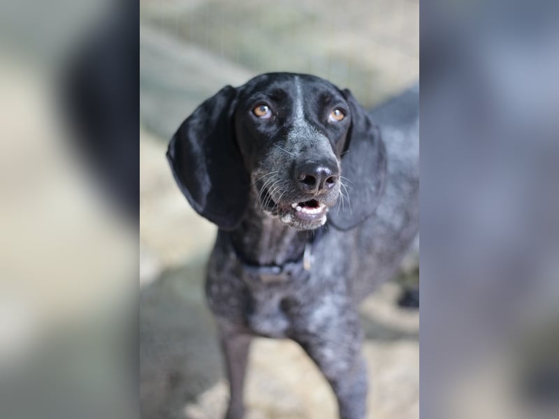 Pointer Mix Dame RENA (4 Jahre) sucht eine Familie
