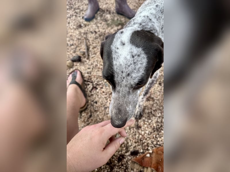 Pointer Mix Dame Tessa (4,5 Jahre) ohne Jagdtrieb) sucht eine Familie