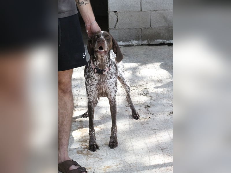 Witzige Hündin mit wundervollem Herzen sucht eine Familie!