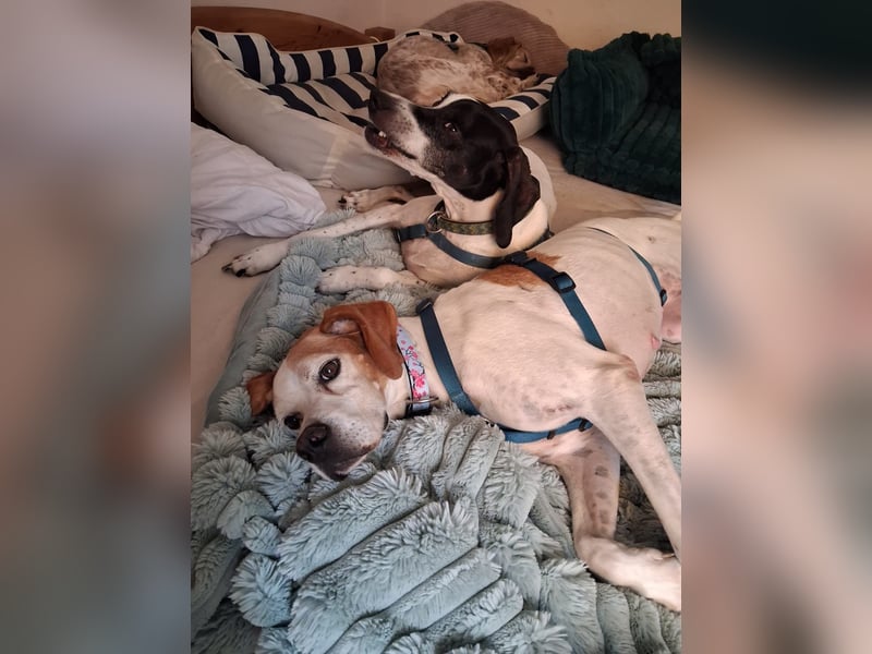 Lola sucht ein Zuhause
