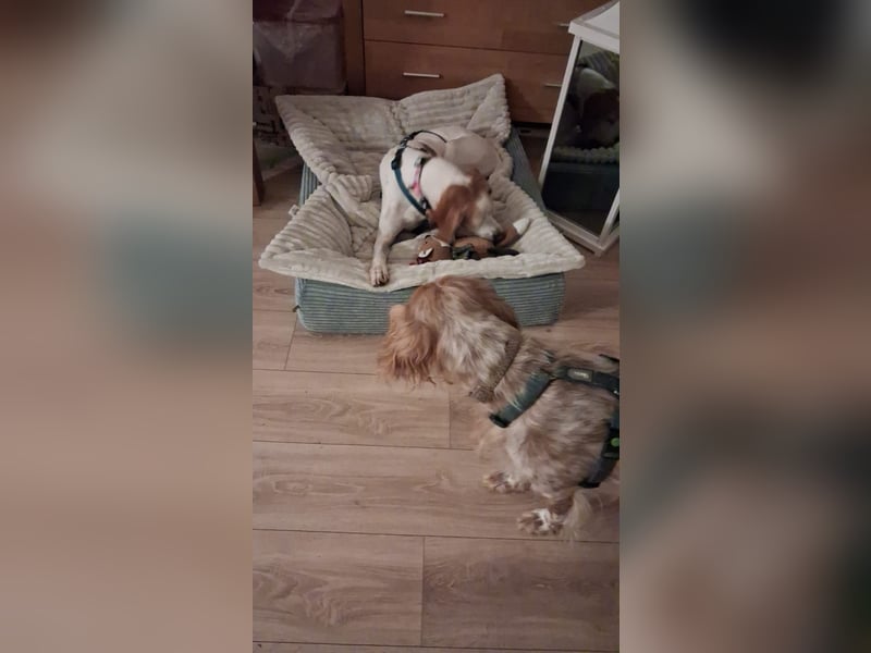 Lola sucht ein Zuhause