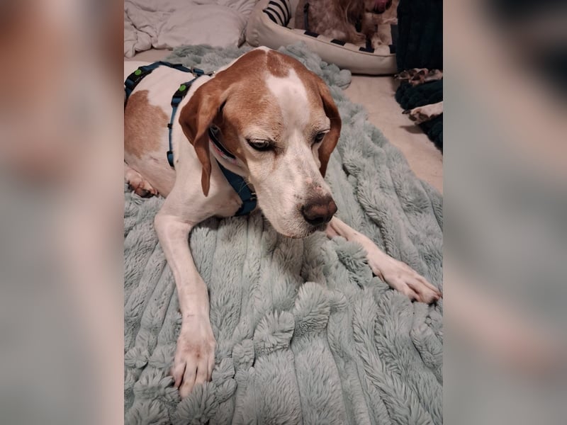Lola sucht ein Zuhause