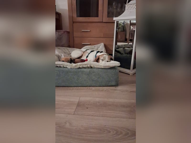 Lola sucht ein Zuhause