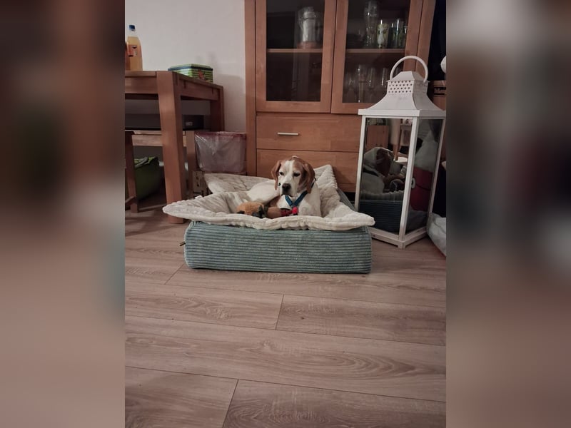 Lola sucht ein Zuhause