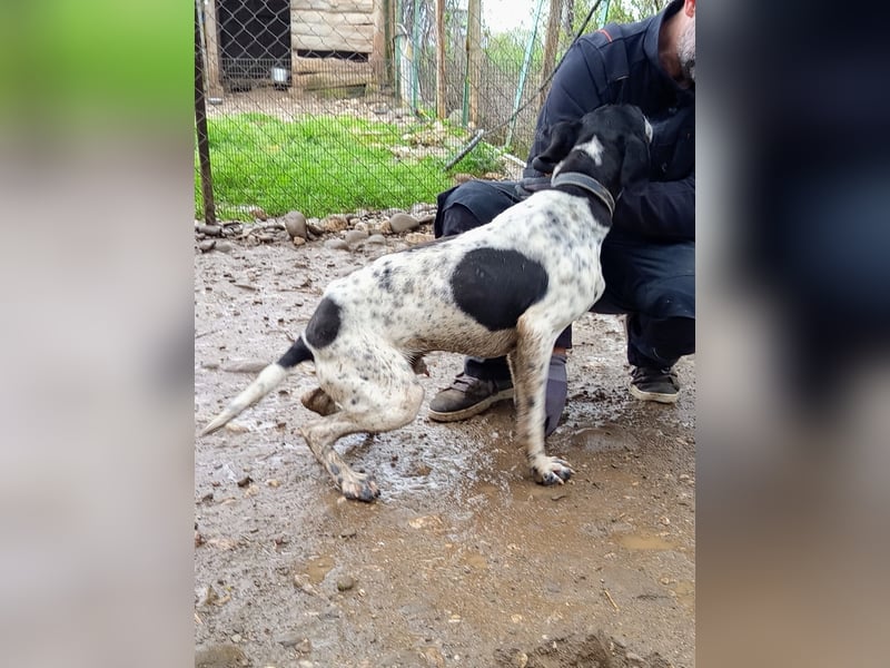 Wirbelwind Oreo sucht ein aktives Zuhause
