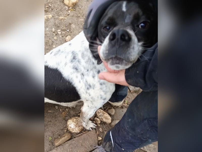 Wirbelwind Oreo sucht ein aktives Zuhause