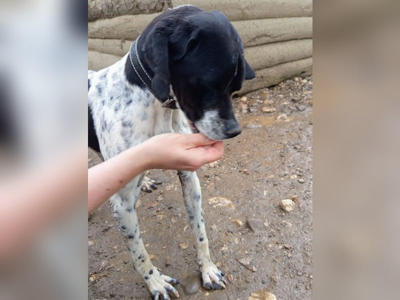 Wirbelwind Oreo sucht ein aktives Zuhause