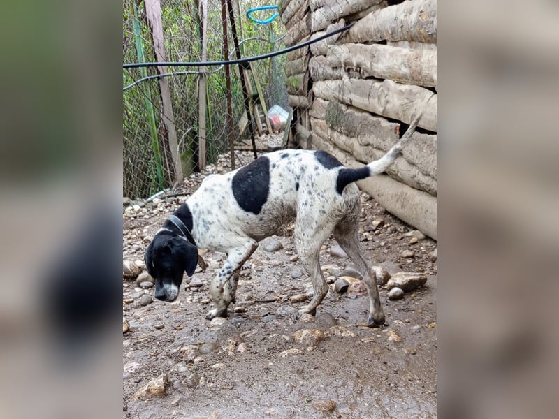 Wirbelwind Oreo sucht ein aktives Zuhause