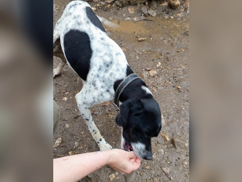 Wirbelwind Oreo sucht ein aktives Zuhause
