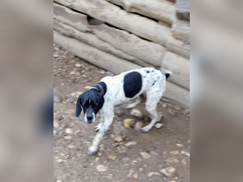 Wirbelwind Oreo sucht ein aktives Zuhause